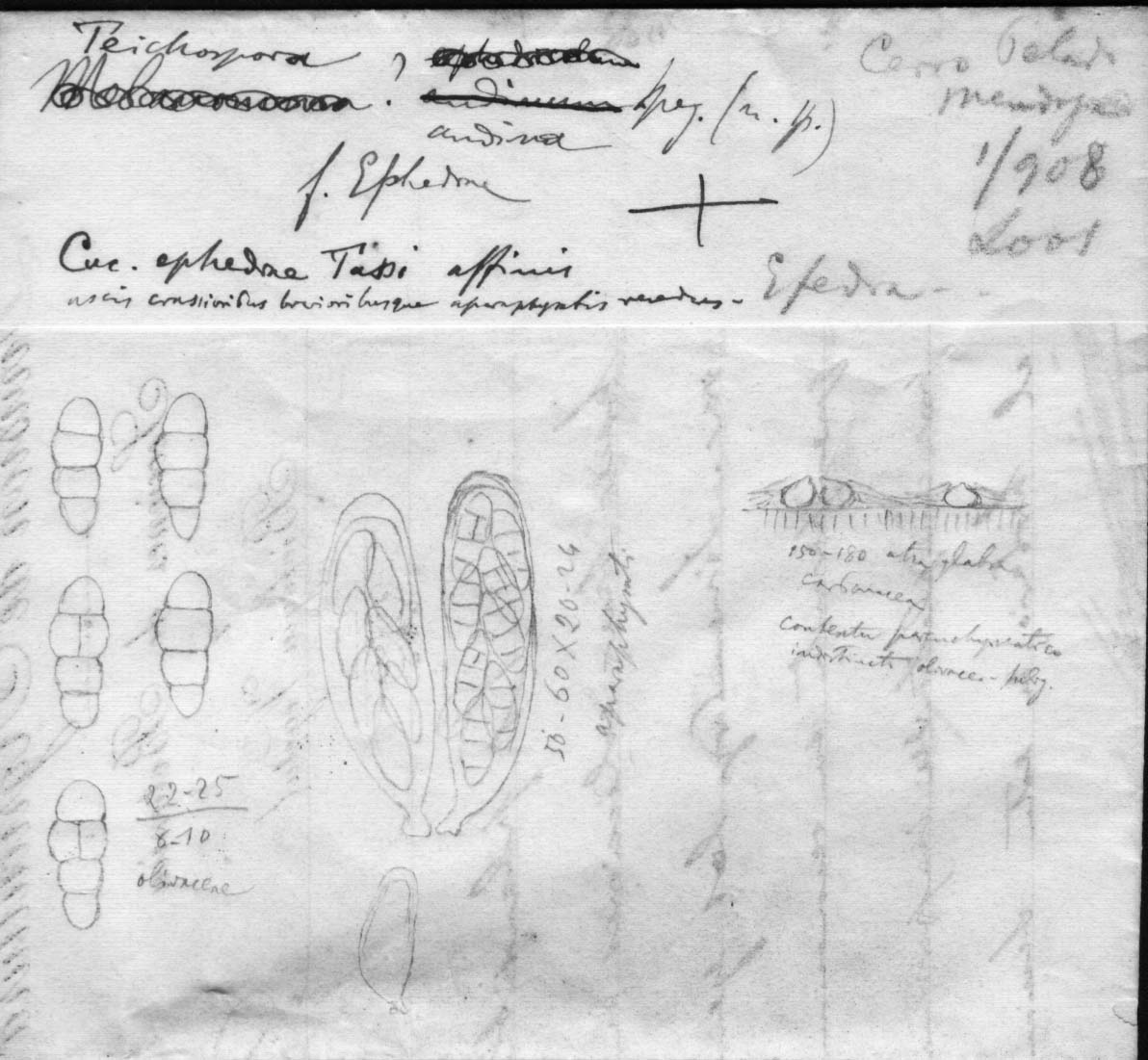 dibujo de Teichospora andina Speg.