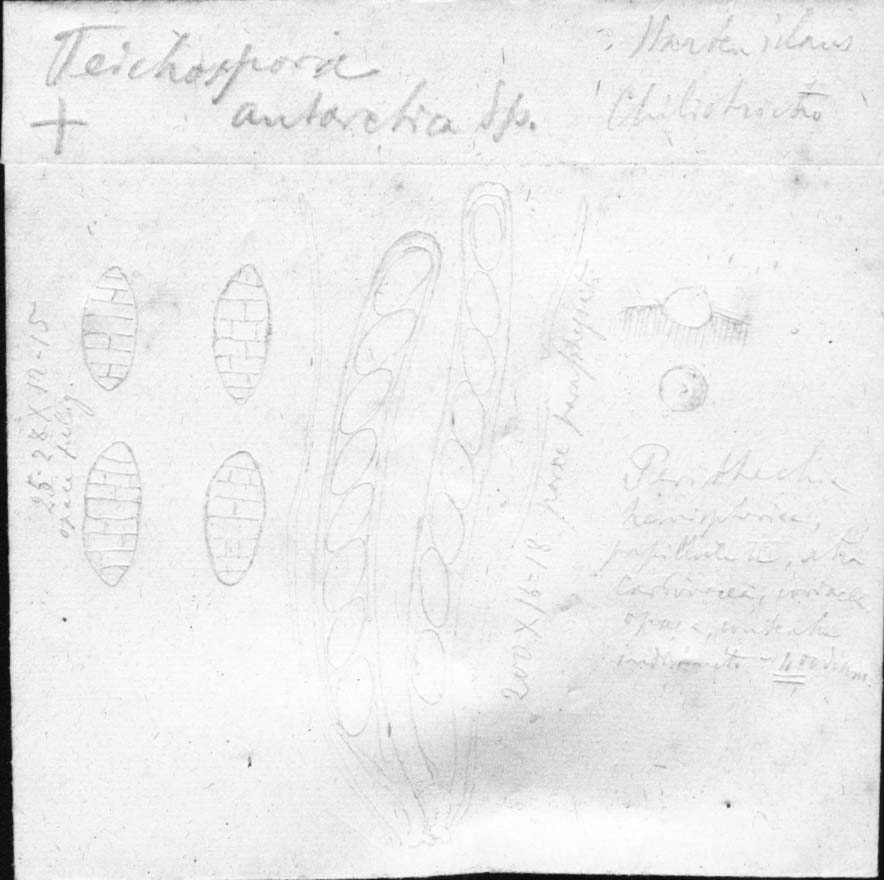 dibujo de Teichospora antarctica Speg.