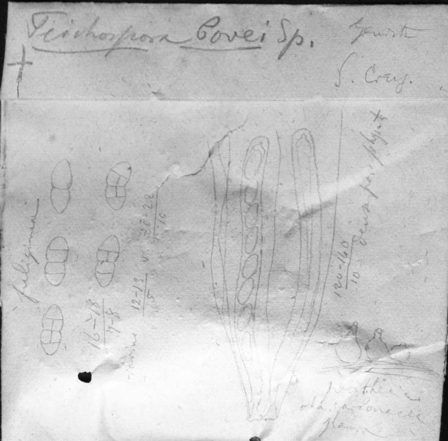 dibujo de Teichospora bovei Speg.