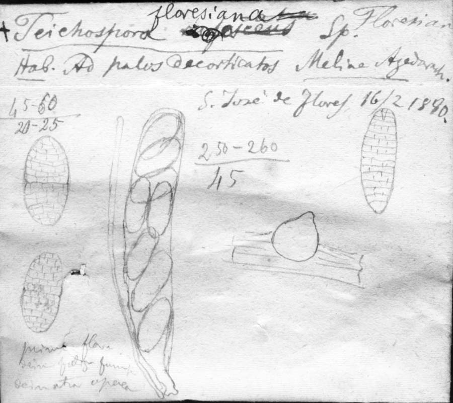 dibujo de Teichospora floresiana Speg.