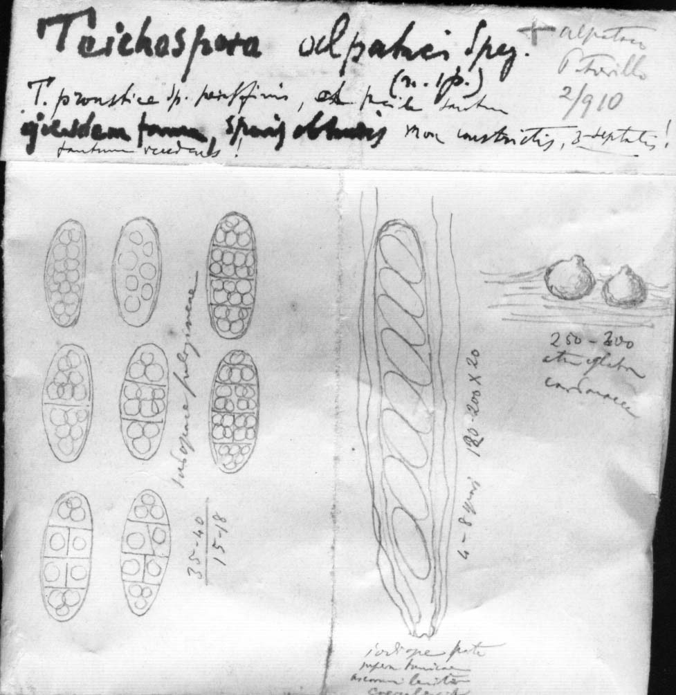 dibujo de Teichospora alpataci Speg.