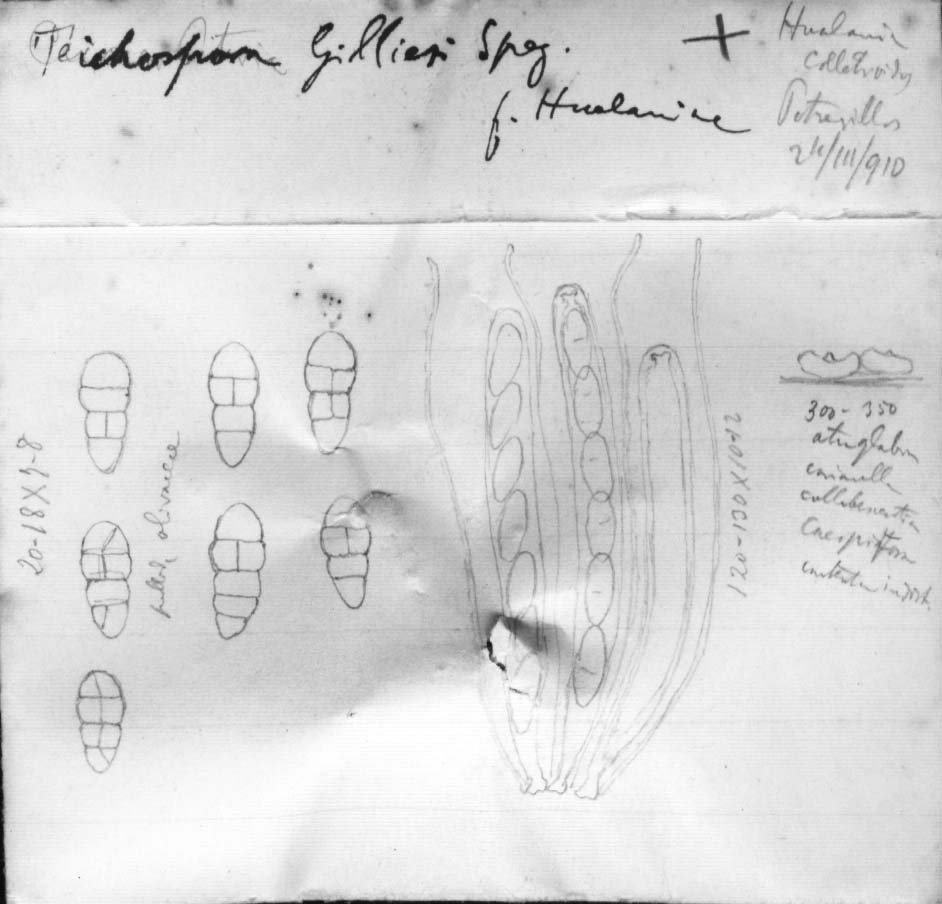 dibujo de Teichospora gilliesi forma acanthocladii Speg.