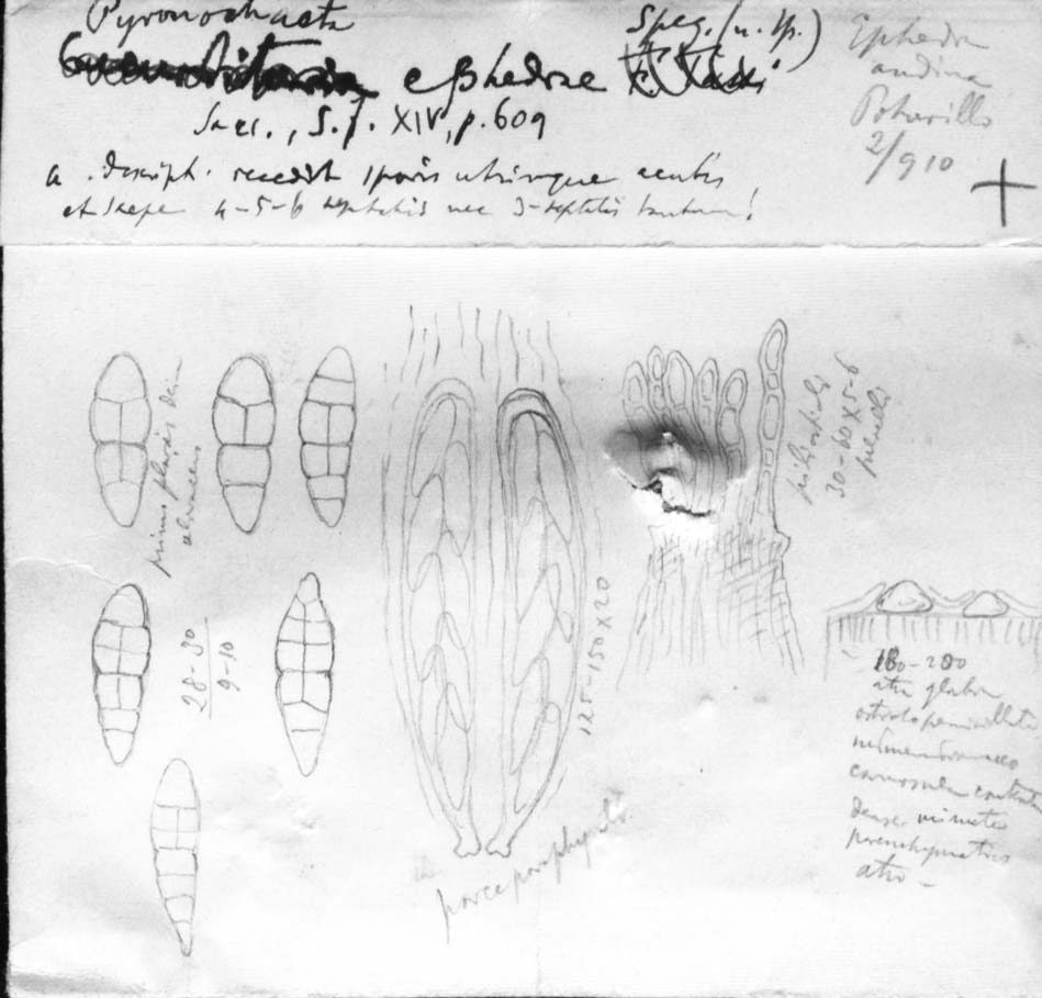 dibujo de Pyrenophora ephedrae Speg.