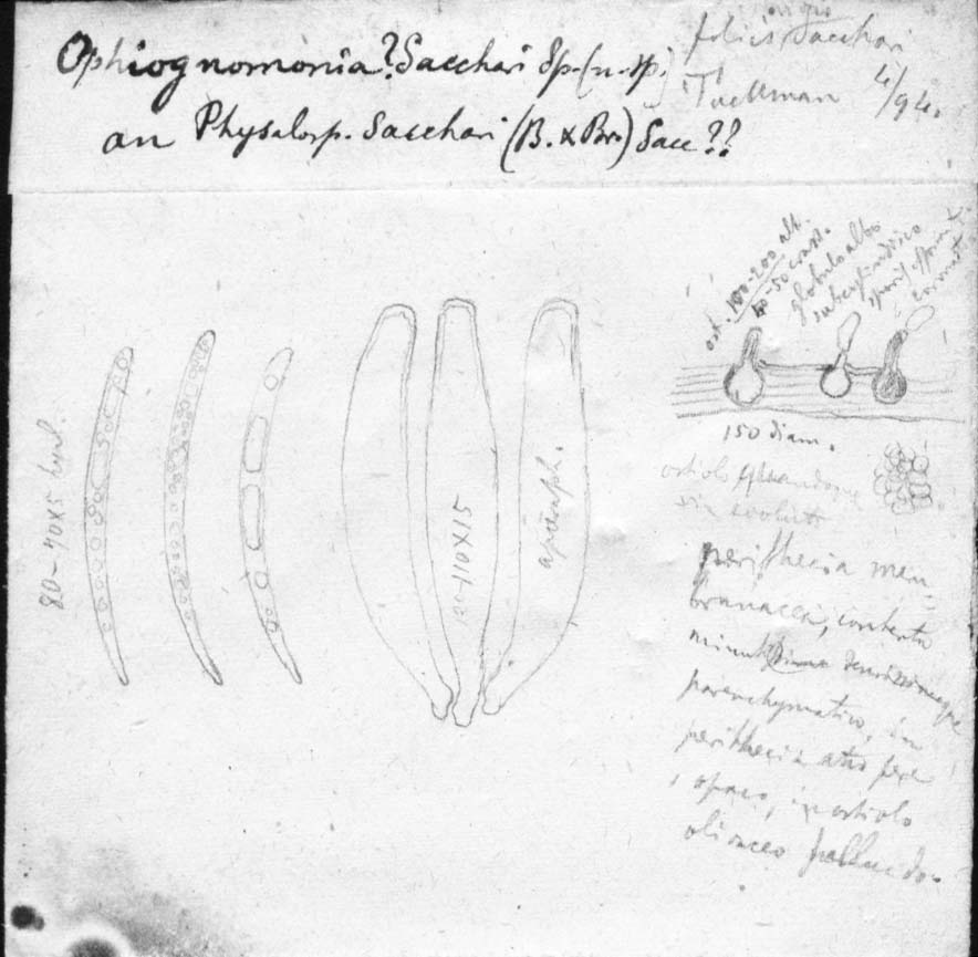dibujo de Ophiognomonia sacchari Speg.