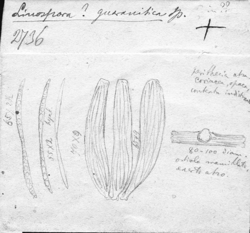 dibujo de Linospora guaranitica Speg.