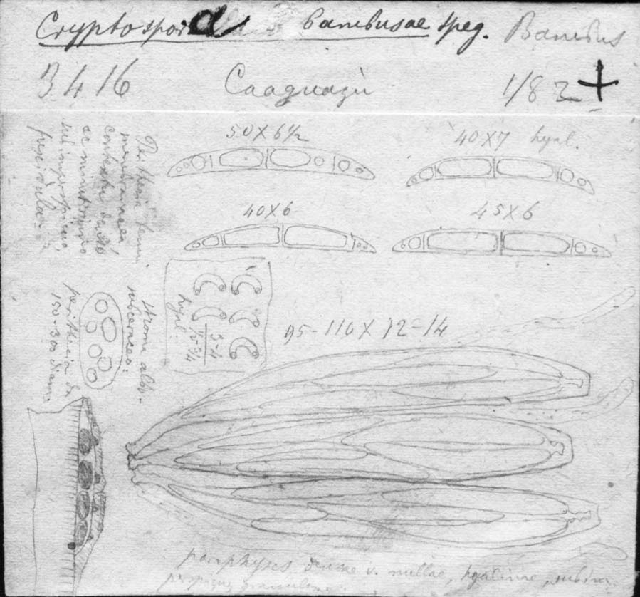 dibujo de Cryptospora bambusae Speg.