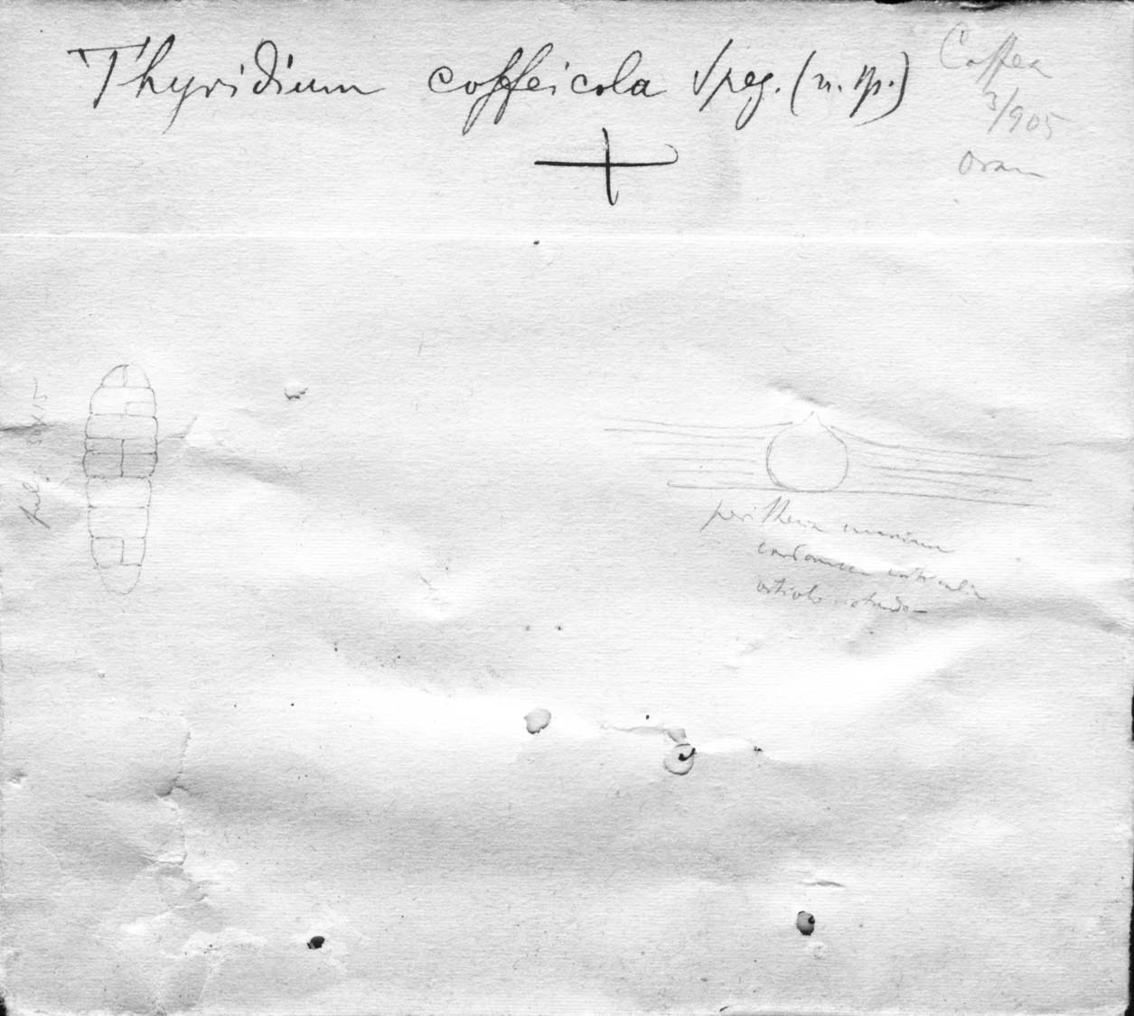 dibujo de Thyridium coffeicola Speg.
