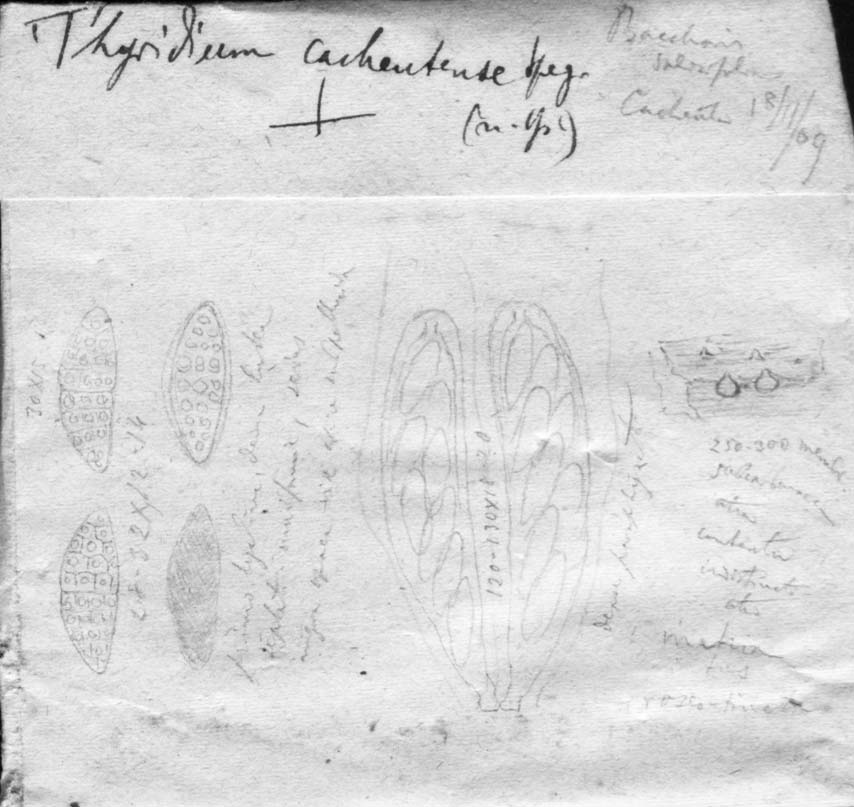 dibujo de Thyridium cacheutense Speg.