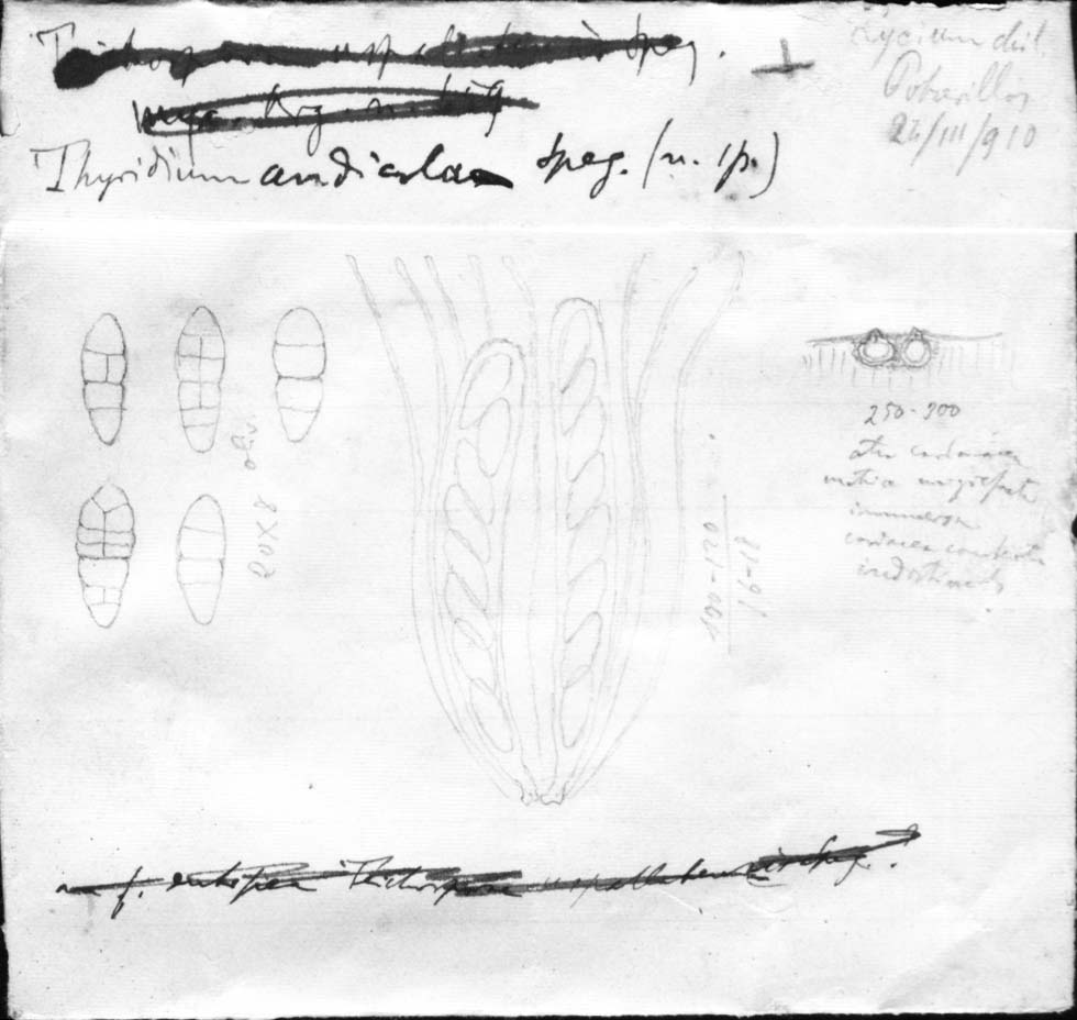 dibujo de Thyridium andicola Speg.