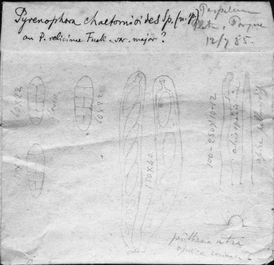 dibujo de Pyrenophora chaetomioides Speg.