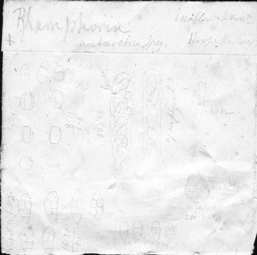 dibujo de Rhamphoria antarctica Speg.