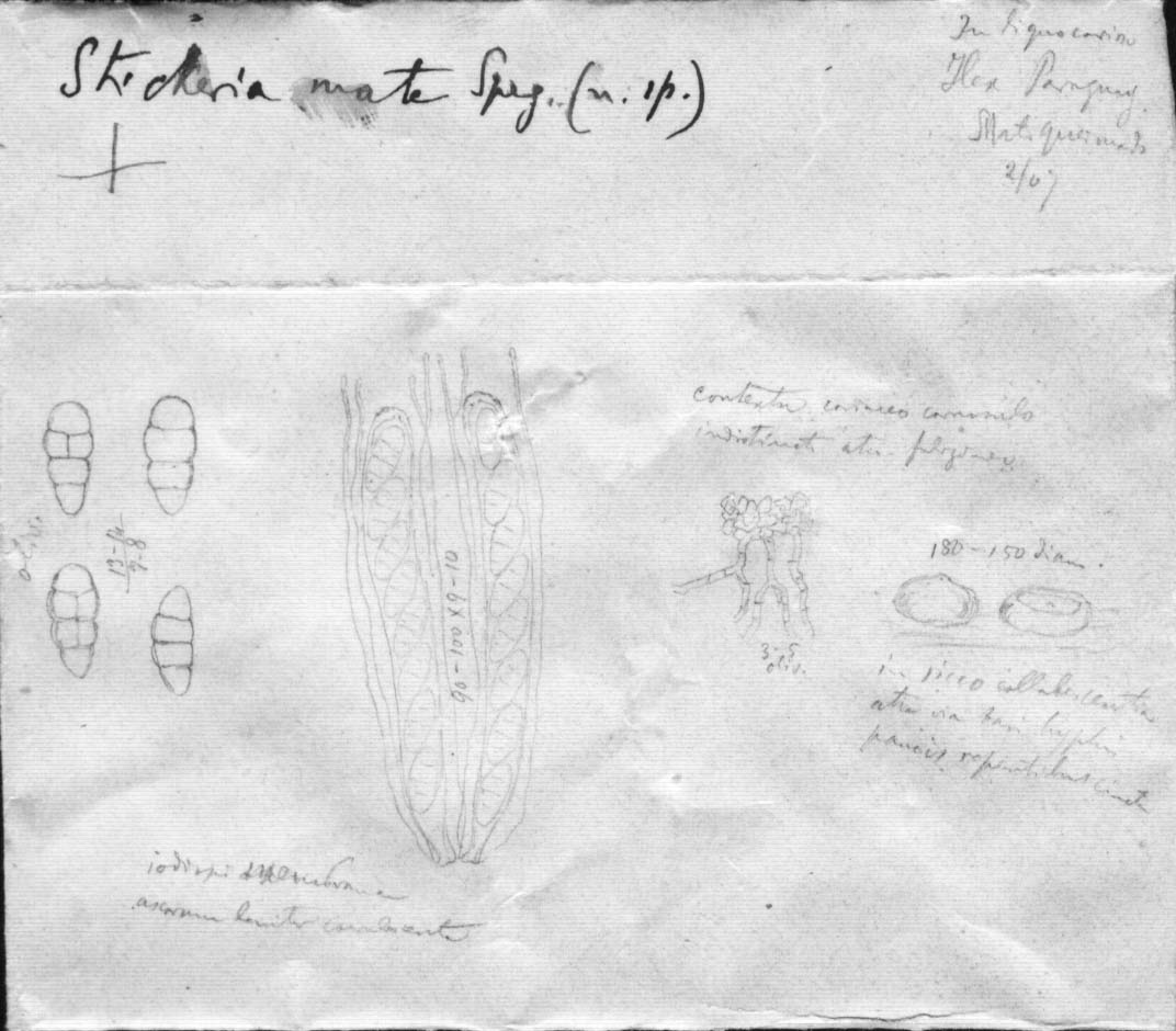 dibujo de Strickeria mate Speg.