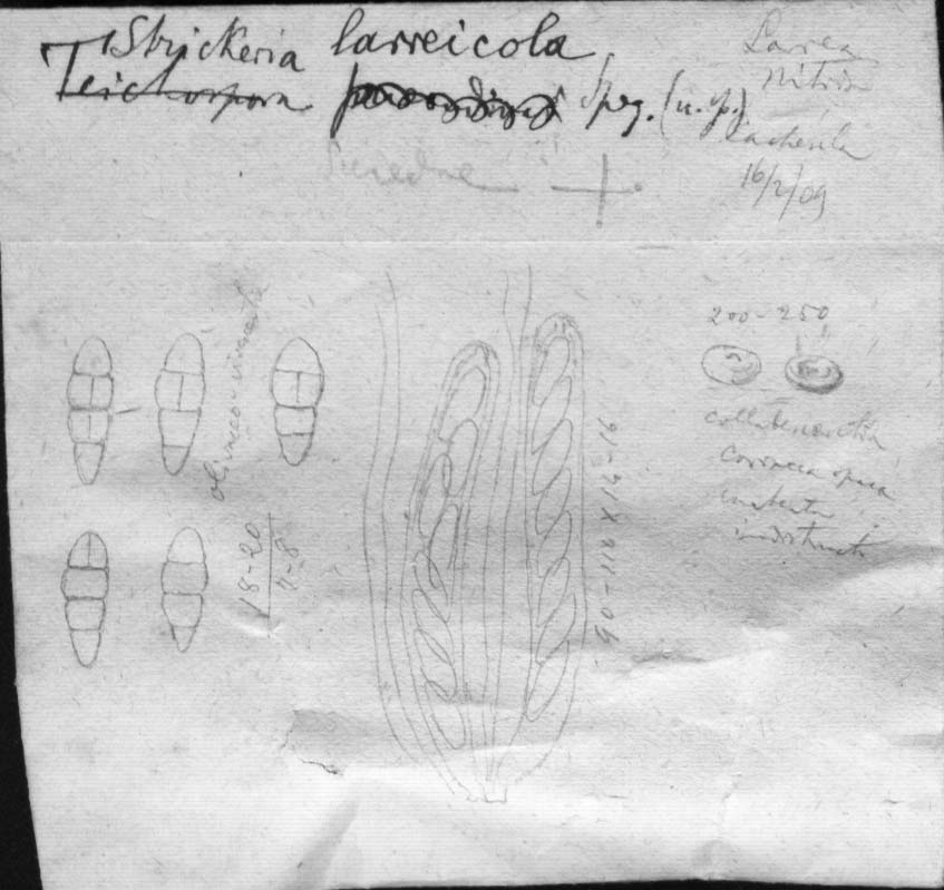 dibujo de Strickeria larreicola Speg.