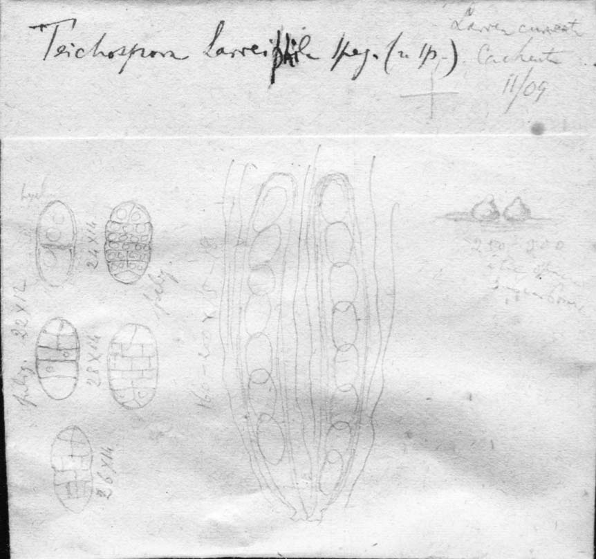 dibujo de Teichospora larreiphila Speg.