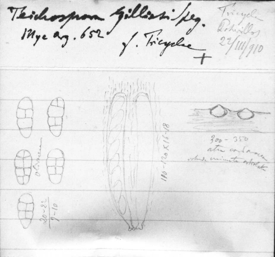 dibujo de Teichospora gilliesi forma tricyclae Speg.