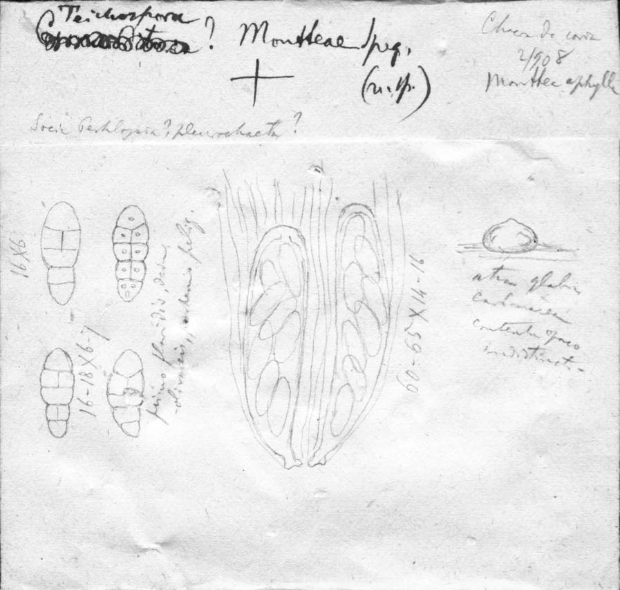 dibujo de Teichospora montteae Speg.