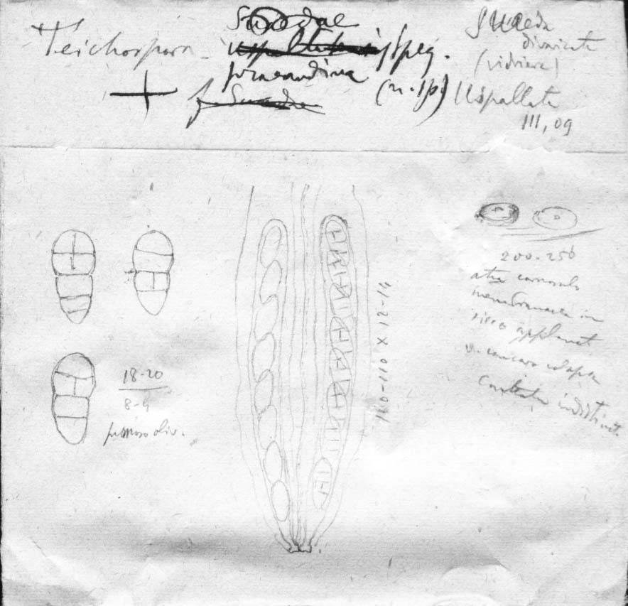 dibujo de Teichospora suaedae Speg.