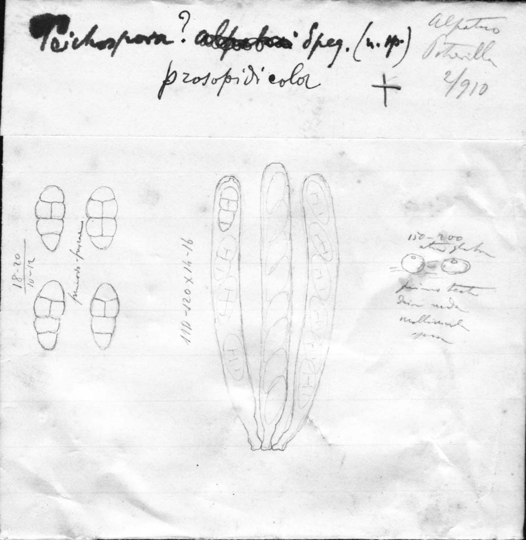 dibujo de Teichospora prosopidicola Speg.