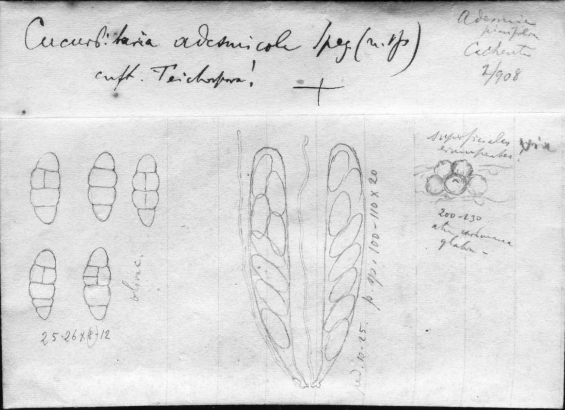 dibujo de Cucurbitaria adesmicola Speg.