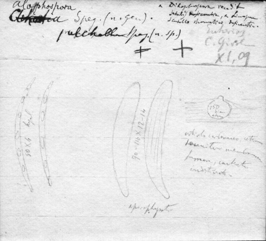 dibujo de Linospora pulchella Speg.