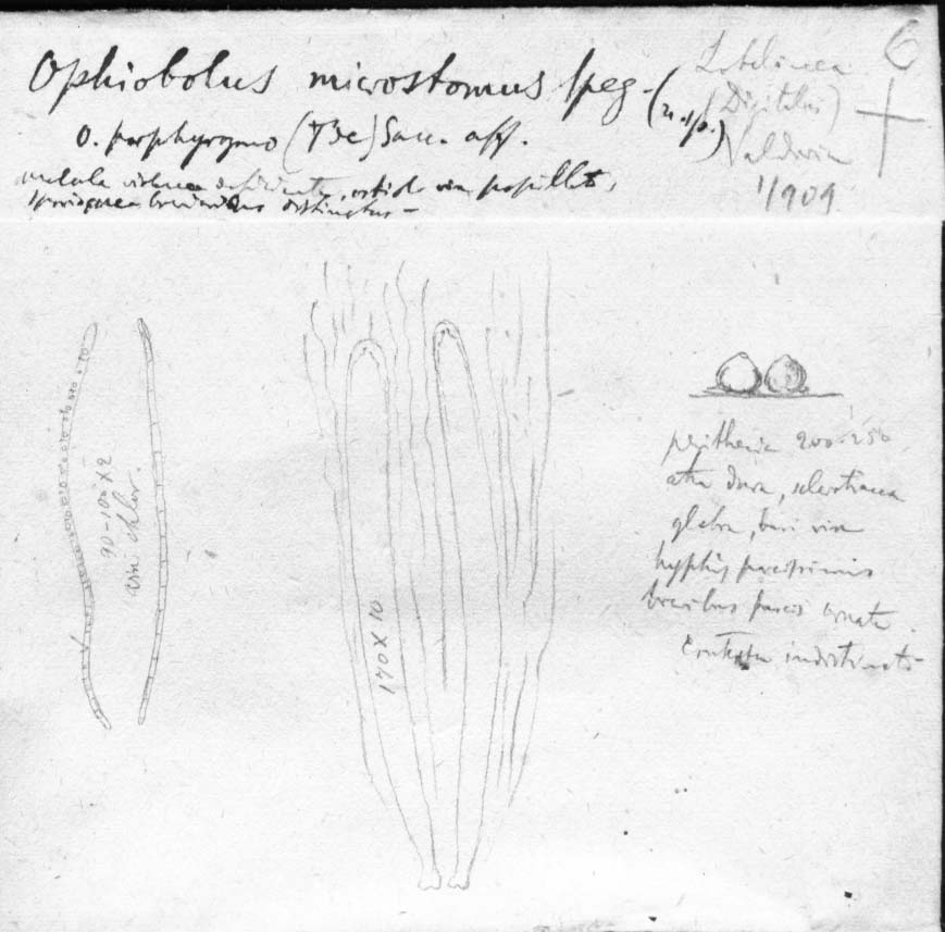 dibujo de Ophiobolus microstomus Speg.