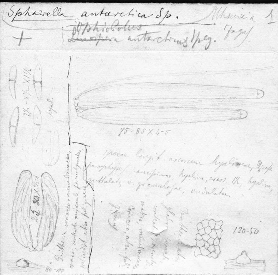 dibujo de Ophiobolus antarcticus Speg.