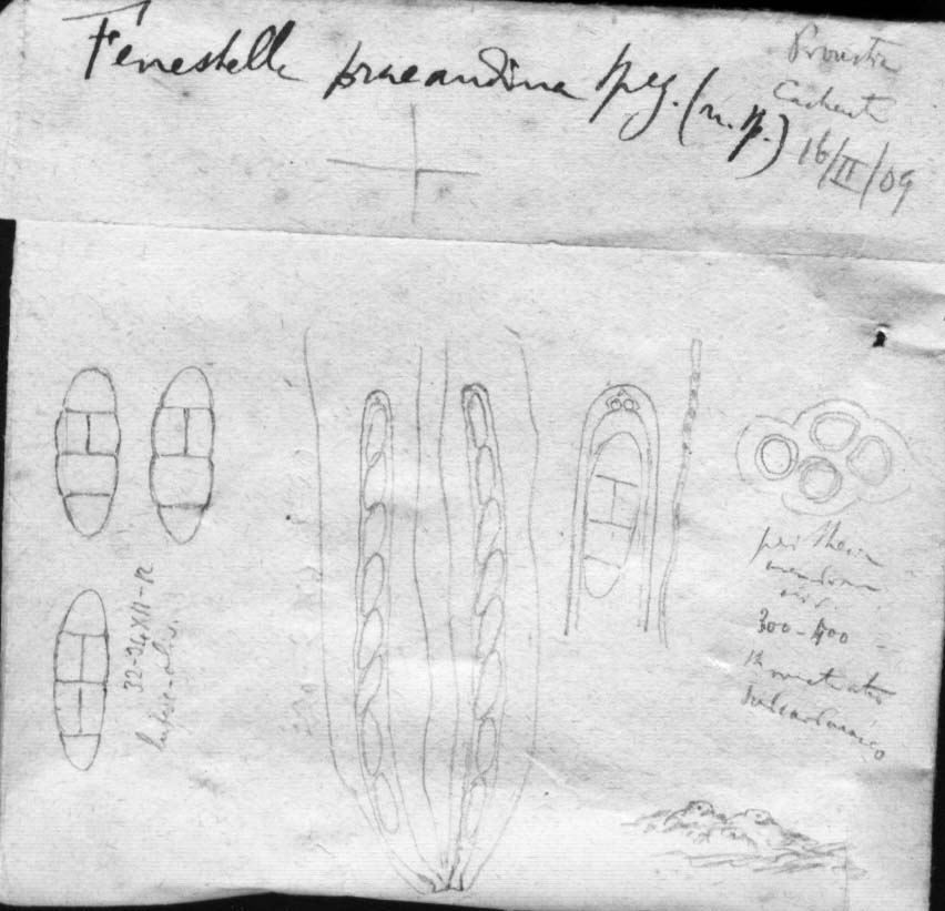 dibujo de Fenestella praeandina Speg.