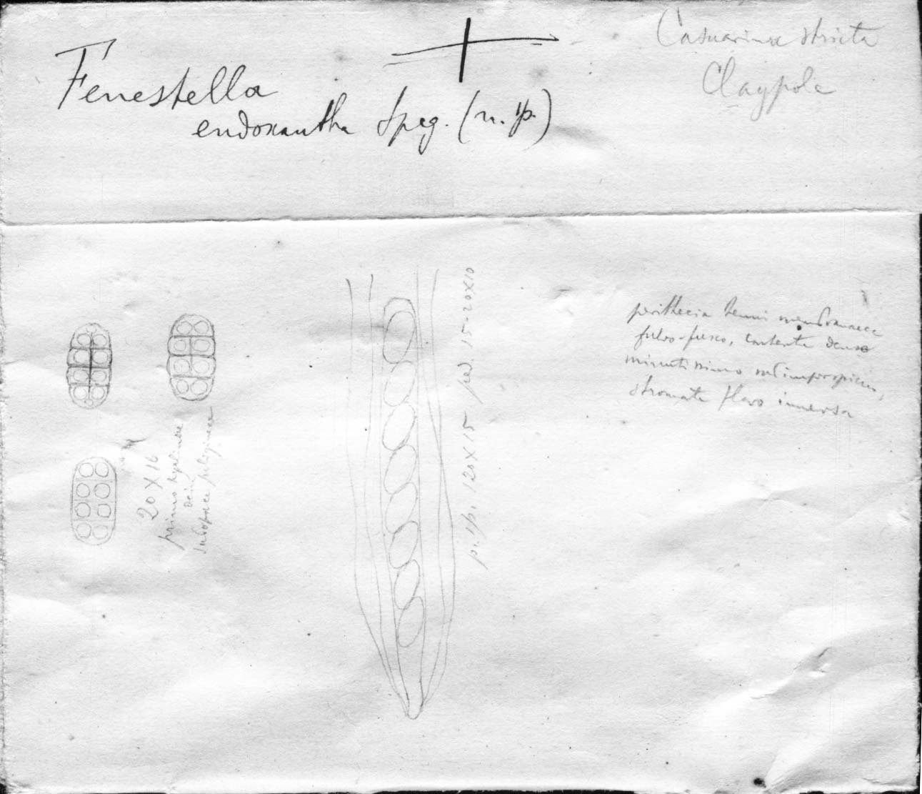 dibujo de Fenestella endoxantha Speg.