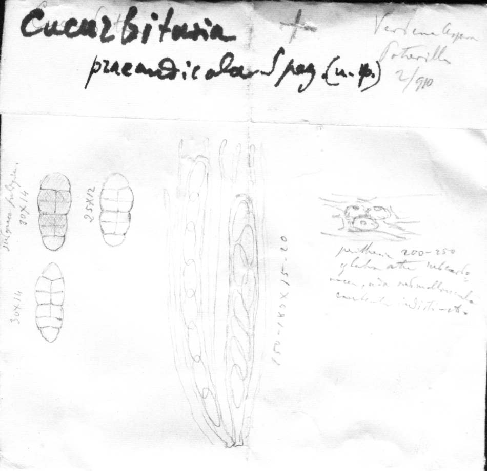 dibujo de Cucurbitaria praeandicola Speg.