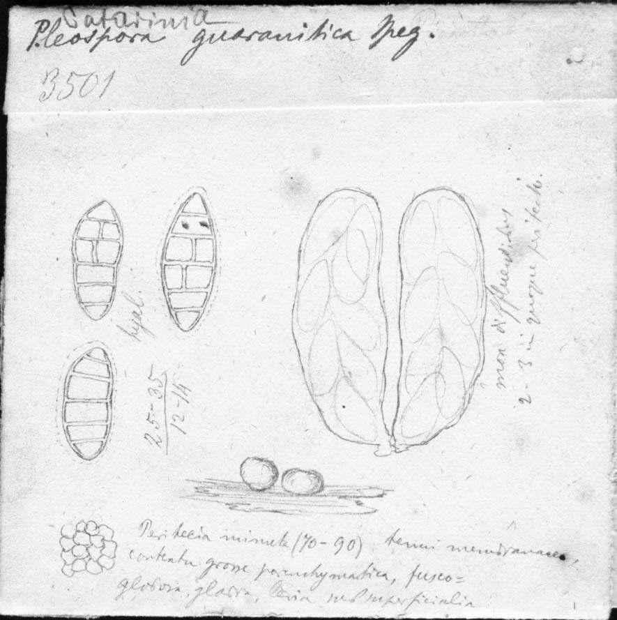 dibujo de Pleospora guaranitica Speg.