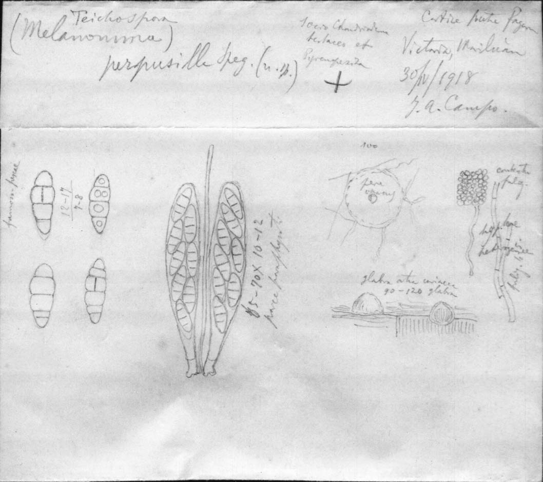 dibujo de Teichospora perpusilla Speg.