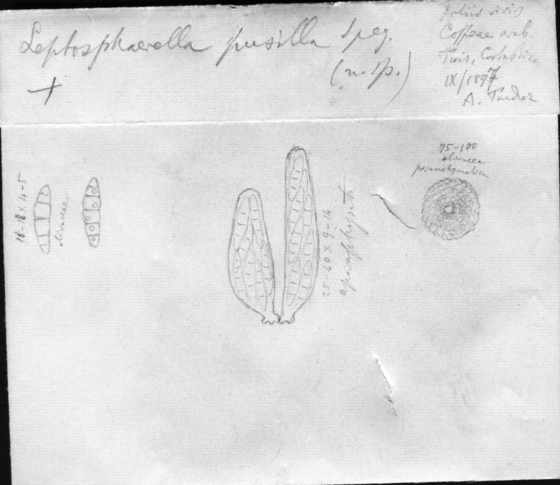 dibujo de Leptosphaerella pusilla Speg.
