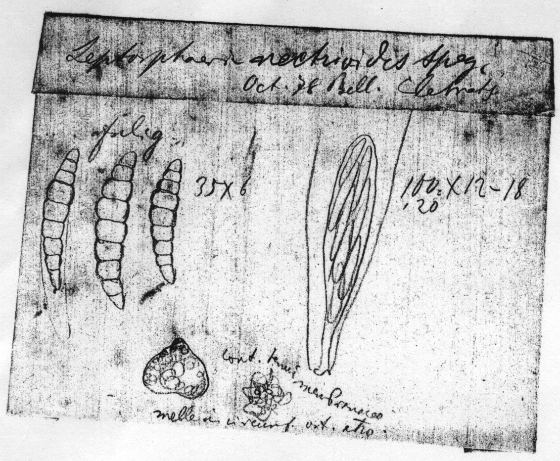dibujo de Leptosphaerella pusilla Speg.