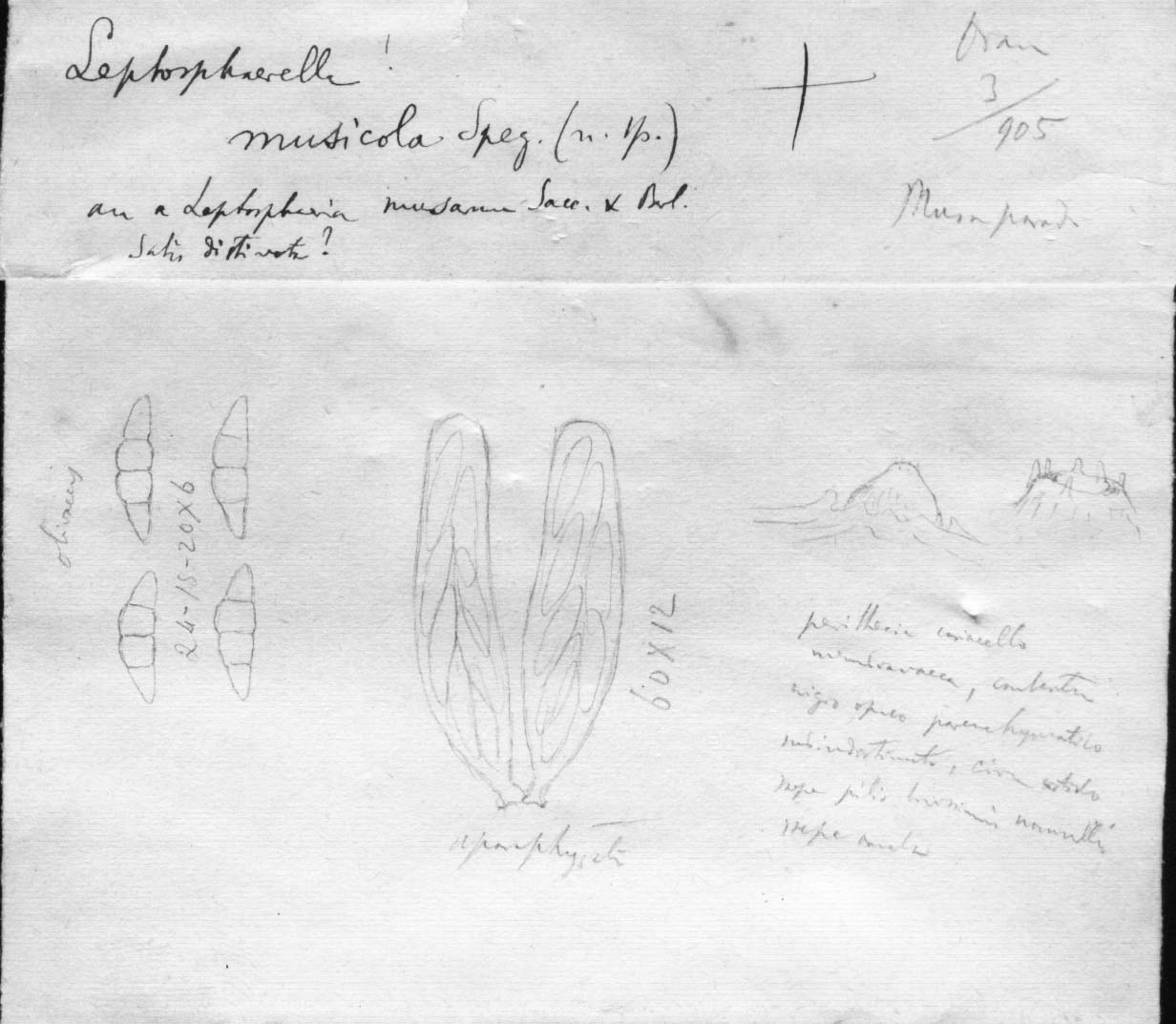 dibujo de Leptosphaerella musicola Speg.