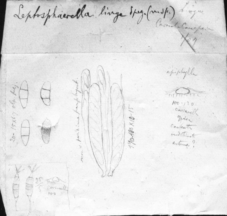 dibujo de Leptosphaerella lingue Speg.