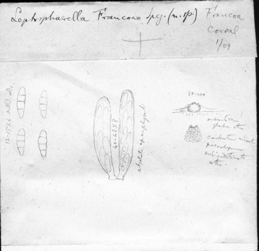 dibujo de Leptosphaerella francoae Speg.