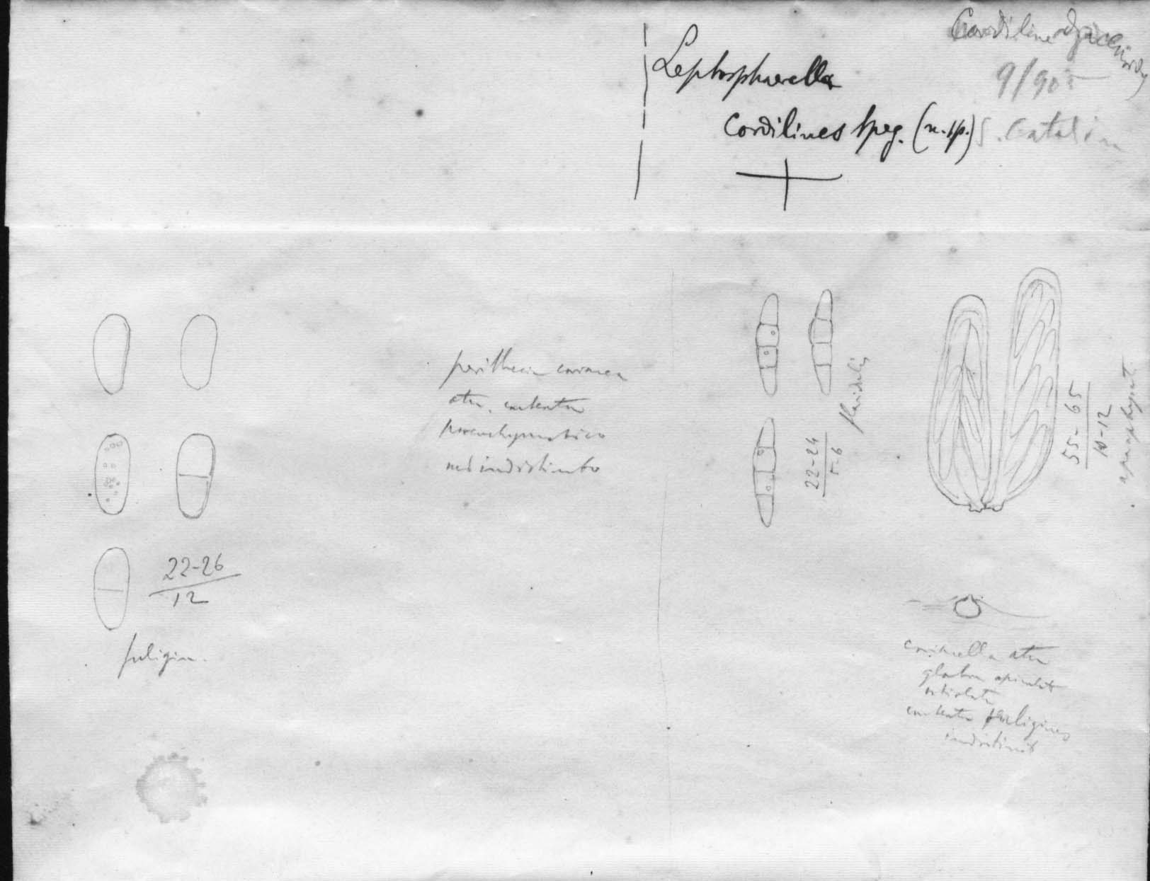 dibujo de Leptosphaerella cordylines Speg.