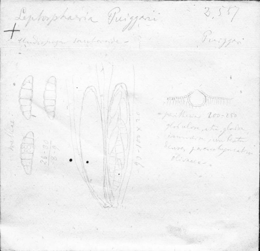 dibujo de Leptosphaeria puiggarii Speg.