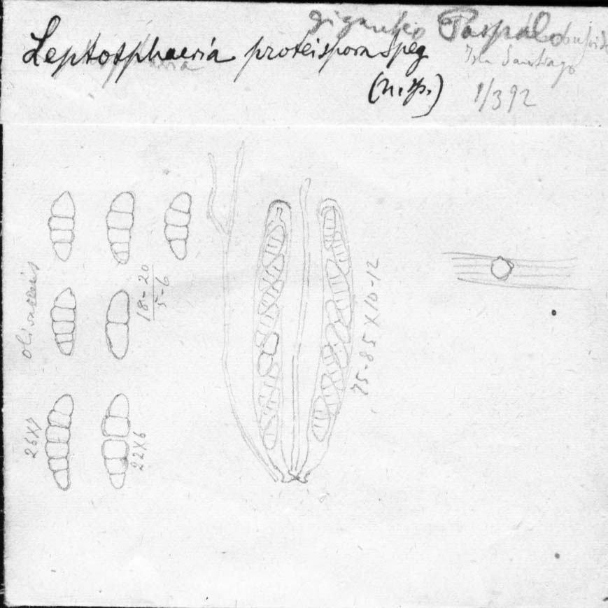 dibujo de Leptosphaeria proteispora Speg.
