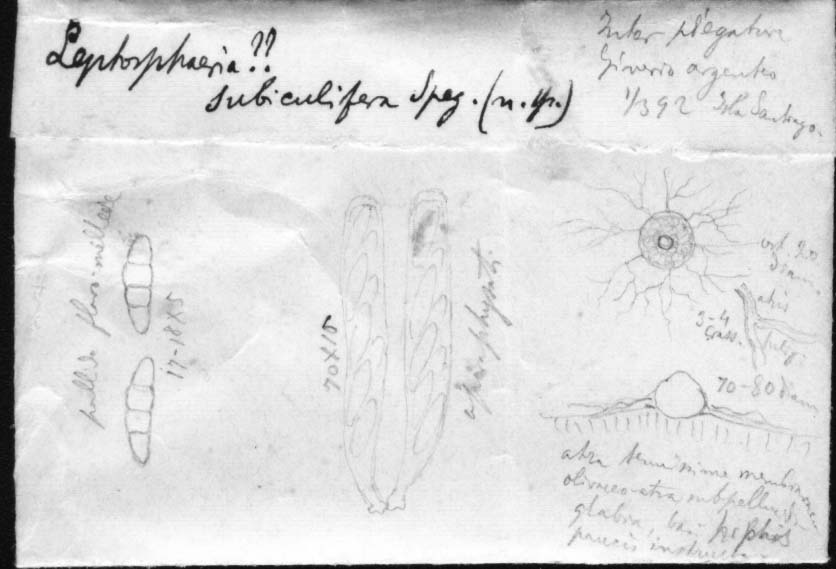 dibujo de Leptosphaeria subiculifera Speg.