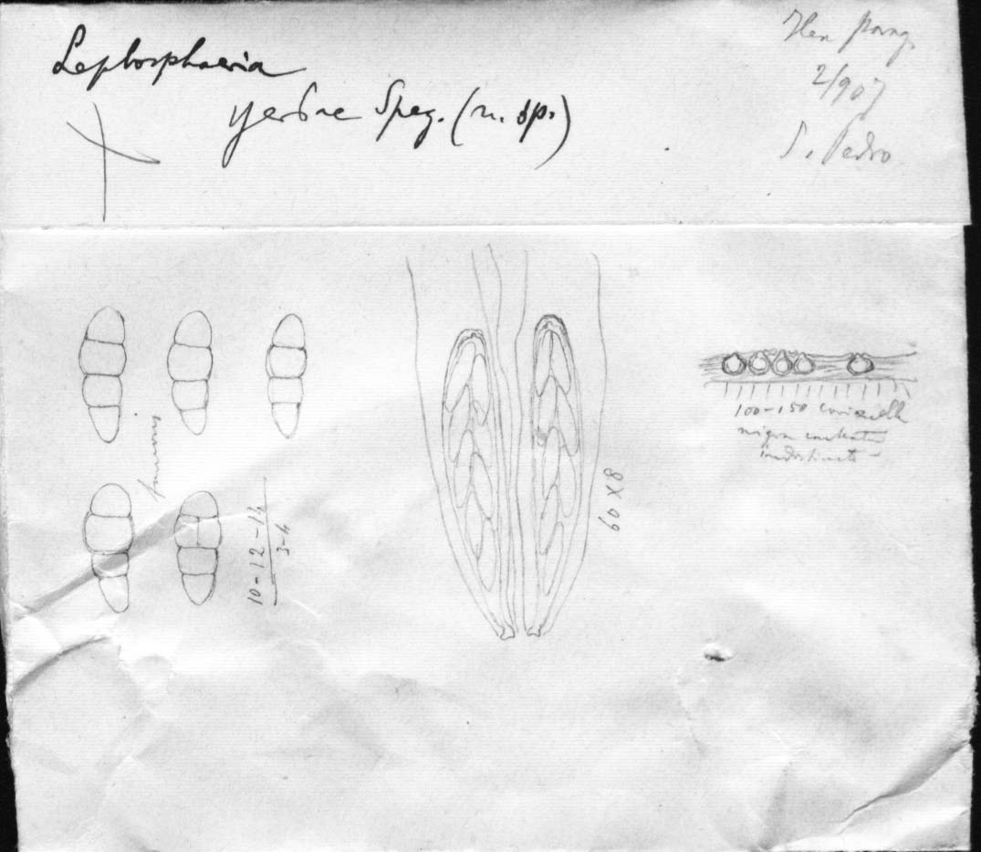 dibujo de Leptosphaeria yerbae Speg.