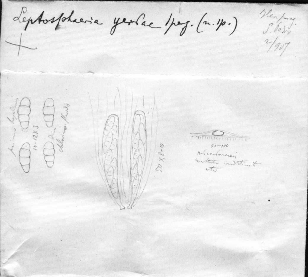 dibujo de Leptosphaeria yerbae Speg.