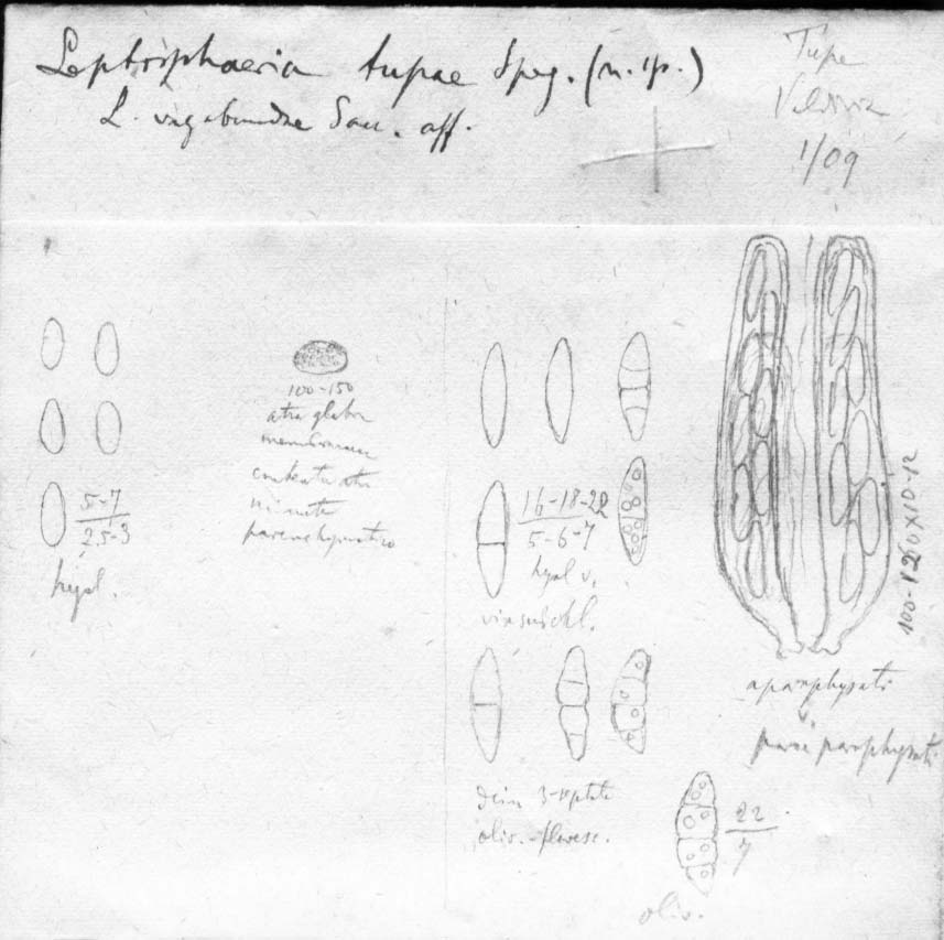dibujo de Leptosphaeria tupae Speg.