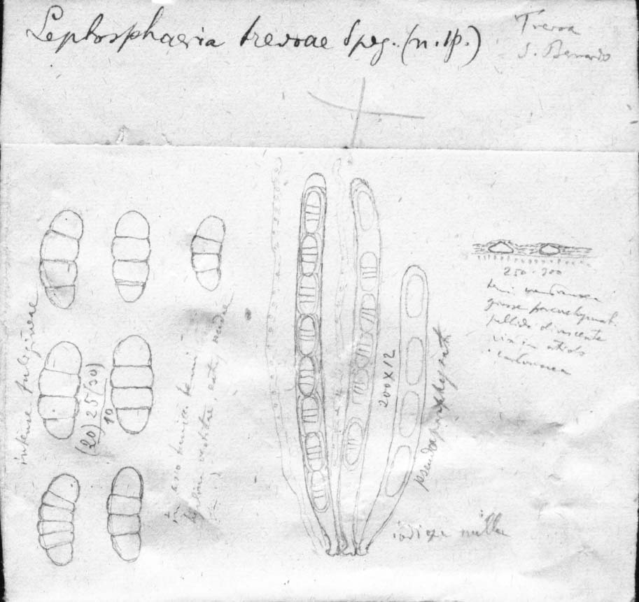 dibujo de Leptosphaeria trevoae Speg.