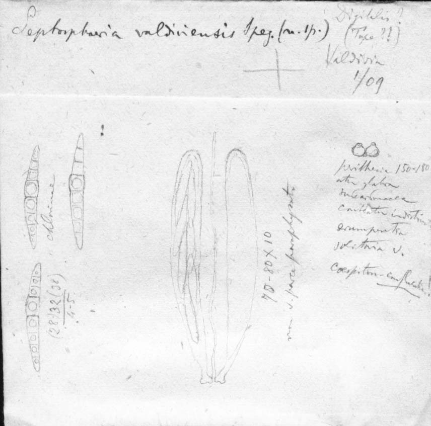 dibujo de Leptosphaeria valdiviensis Speg.
