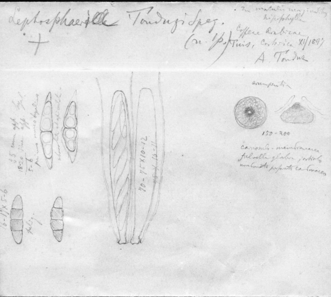 dibujo de Leptosphaeria tonduzi Speg.