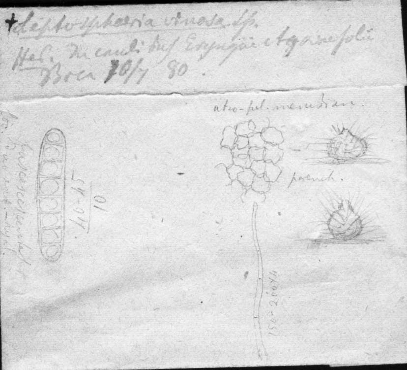 dibujo de Leptosphaeria vinosa Speg.