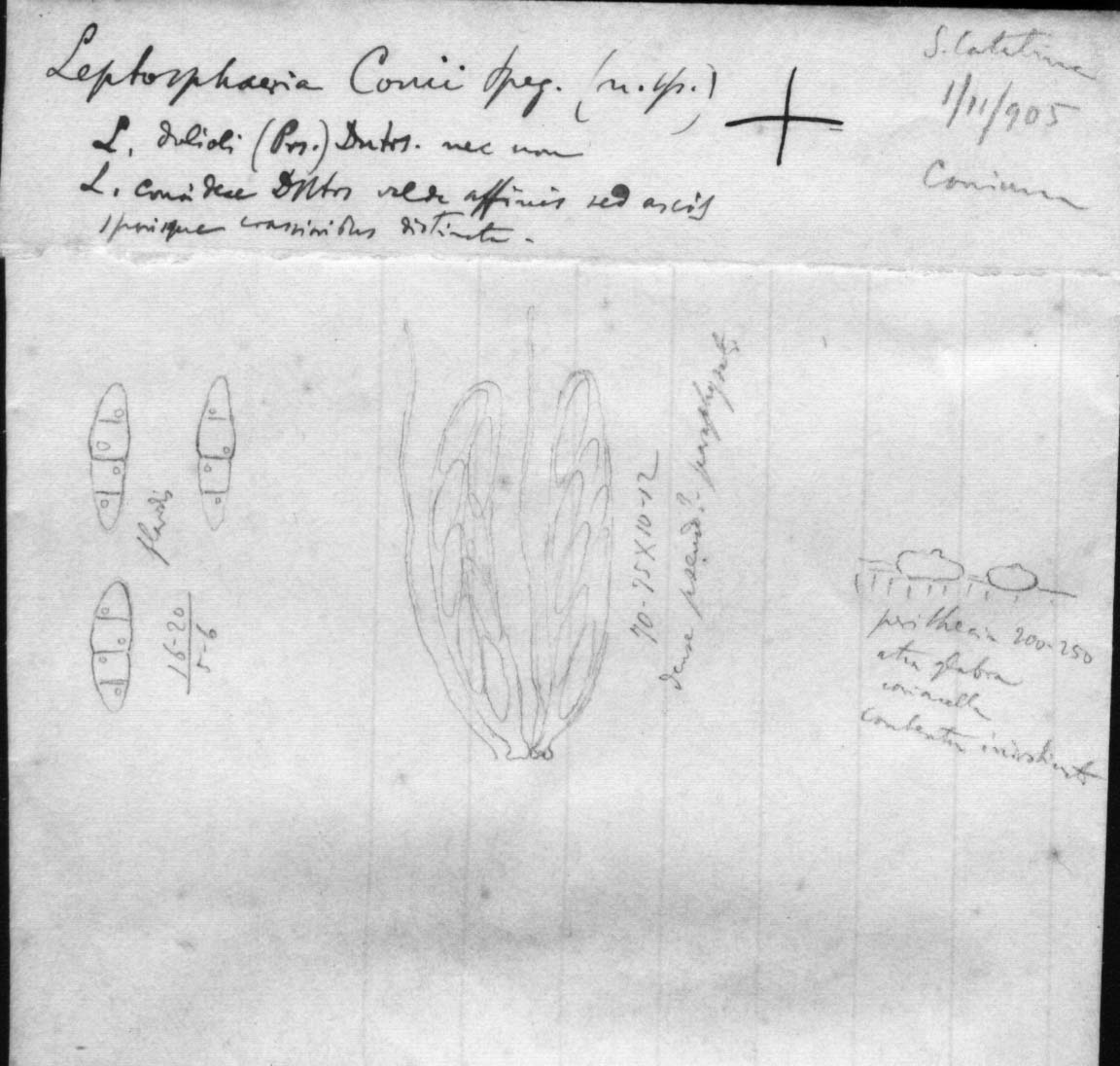 dibujo de Leptosphaeria conii Speg.