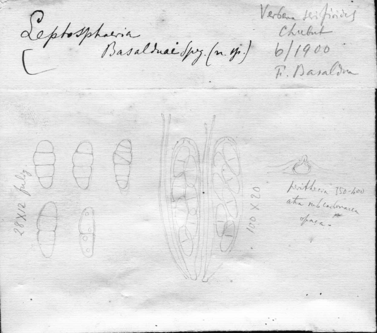 dibujo de Leptosphaeria basalduai Speg.