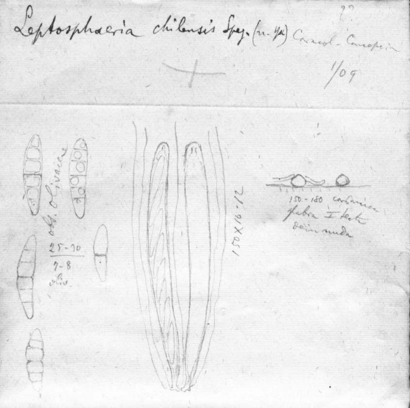 dibujo de Leptosphaeria chilensis Speg.